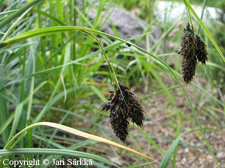 Carex atrata, mustasara